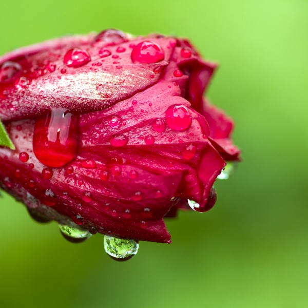Wet Hibiscus