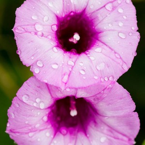 Wet Purple Flower