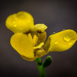 Yellow Flower