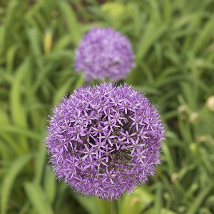 Purple Flower