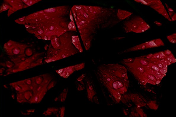 Abstract Hibiscus