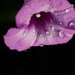 Wet Purple Flower